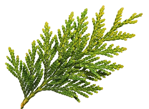 branch