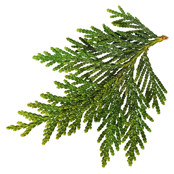 branch