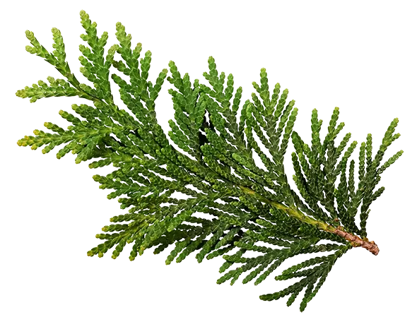 branch